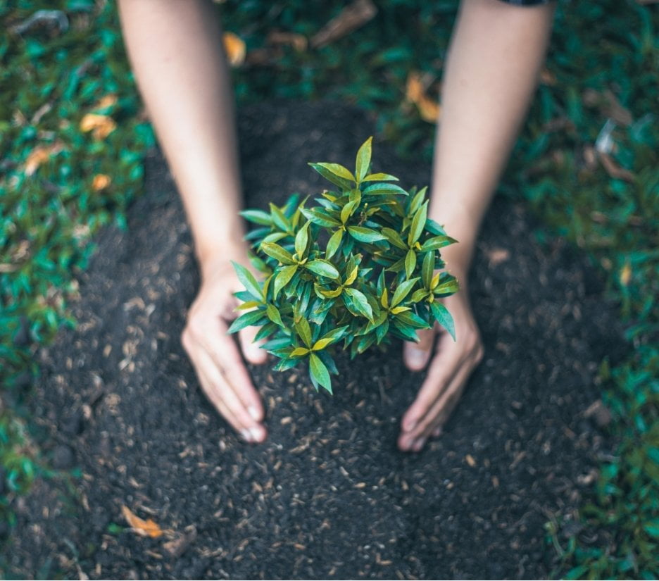 The Plant It Forward Initiative From One Tree to A Whole Forest